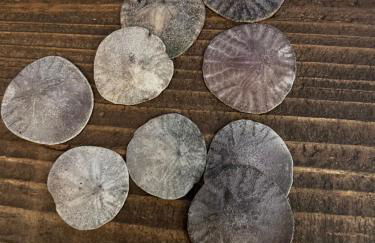 Historic Spanish Home at Hollywood Beach - Foto 41