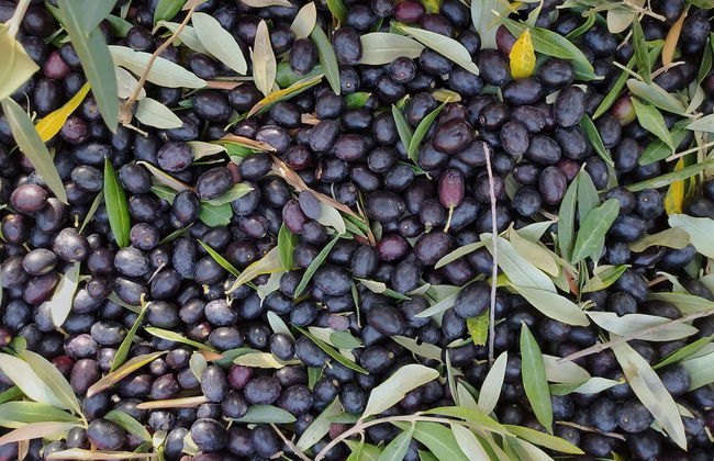 Glamping at an Agriturismo in the Vineyard - Foto 12