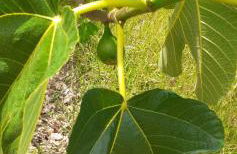 Quinta D' LuzArcoIris - Foto 50