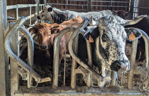 Gîte authentique à la montagne pour 10 pers. avec spa - FR-1-589-830 - Foto 9