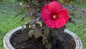 Oasis de verdure en centre-ville - jacuzzi privé - Foto 2, Garden