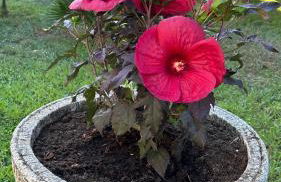 Oasis de verdure en centre-ville - jacuzzi privé - Foto 2