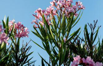 Charmante Maison idéalement située - Photo 31