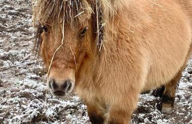 Bluebell Annexe - Foto 13