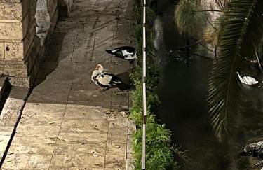 Villa Hippodrom-INDEPENDENT VILLA WITH POOL - Photo 30