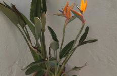 Ático en La Candelaria - Foto 6