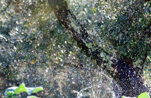 Quinta da Palmeira - Country House Retreat & Spa - Foto 72