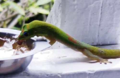 Ohana Beach Retreat at the Surf and Racquet Club - Foto 65