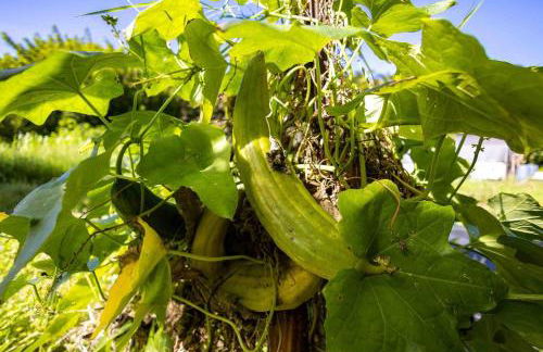 Jasmine Suite on Lush farm in Haiku, Maui jungle - Photo 67
