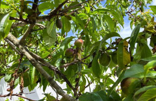 Villetta stile Liberty a Marina di Pisa - Foto 22