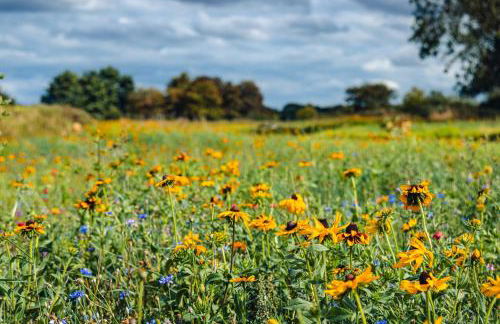 Veiko - Mayflower Meadow - Foto 18