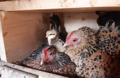 Vorderponholz Ferienwohnungen - Foto 10