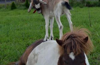 Domki Loft nad Stawem - Foto 49