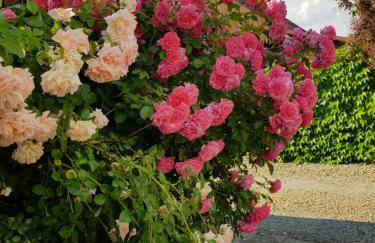 Willa Różana - Foto 30