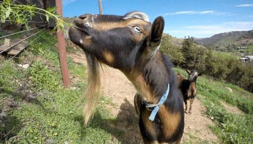 Pet Friendly Fantastic Secluded Cottage with Hot-tub in Rainbow, California - Foto 5