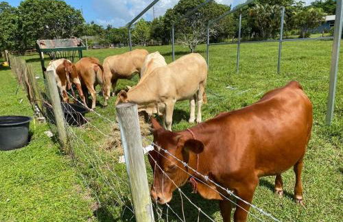 Ananda Farmhouse and Retreat. - Foto 50