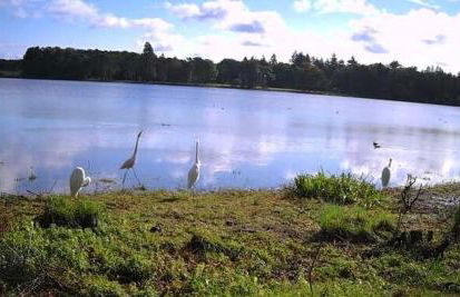 Grand gîte "Le gardien du château de Brocéliande", vue unique sur l'étang du Pas du Houx - Foto 24