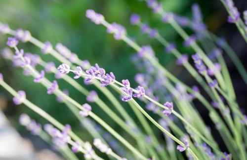 Villa Paradiso - Foto 38