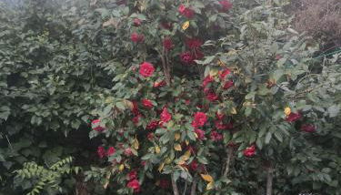 Alqueria De Hurdes - Foto 4