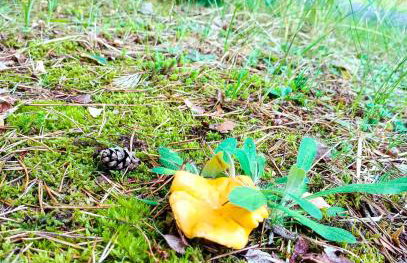 Leśny Domek - Foto 37