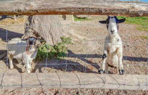 Nice Apartment In Le Sambuc With Wifi - Foto 28