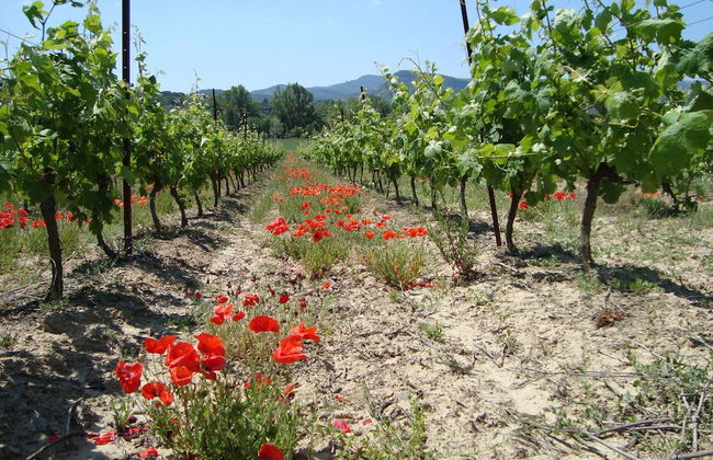 Le Gîte Vigneron - Foto 23