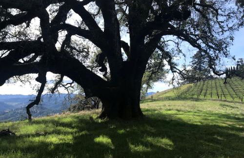 Vacation Rental with Spa and Pool on Winery near Healdsburg, California - Foto 23