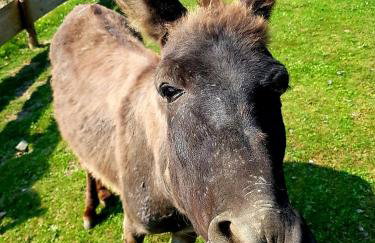 Alpakowy raj - Foto 39