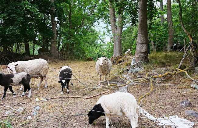 2 Person Holiday Home in Monsteras - Foto 8