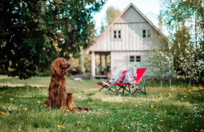 Holiday Cottage in the Countryside, Belczna - Photo 18