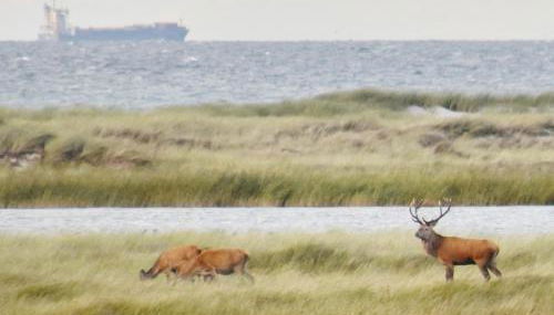 FEWO-Kramm Ostseebad Dierhagen - Foto 4