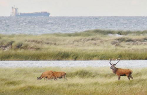 FEWO-Kramm Ostseebad Dierhagen - Foto 4