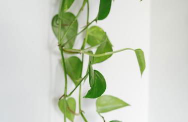 L'Oxalis villa (Le Cocon) - Foto 8