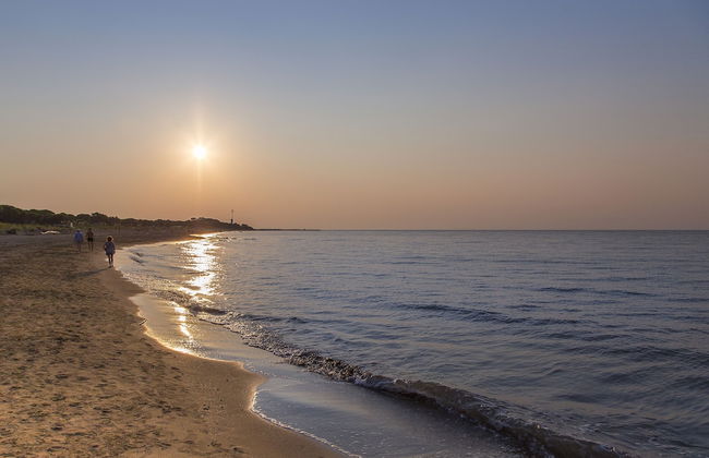 Calycanthus - Foto 47