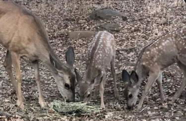 Cozy Cub Cabin, brand new home near Yosemite - Foto 8