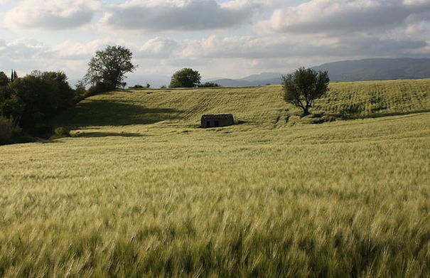 Poggio Del Castagno - Foto 10