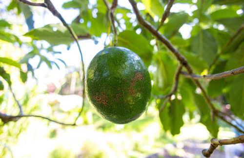 Jasmine Suite on Lush farm in Haiku, Maui jungle - Photo 63