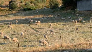 Quinta das Covas - Trancoso - Foto 4