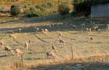 Quinta das Covas - Trancoso - Foto 4