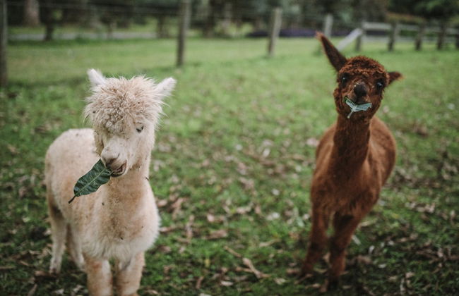 Mango Hill Farm - Foto 24