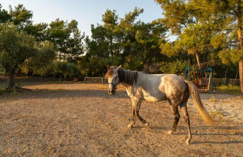 AGROTOPIA Guesthouses - Foto 32