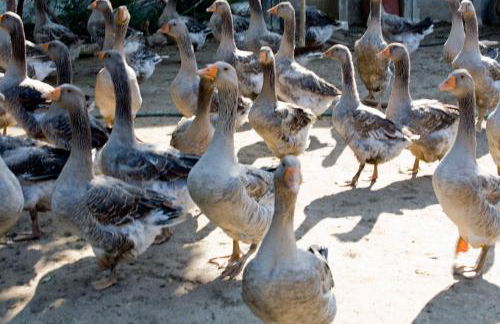 Agriturismo Villa Mocenigo - Photo 54