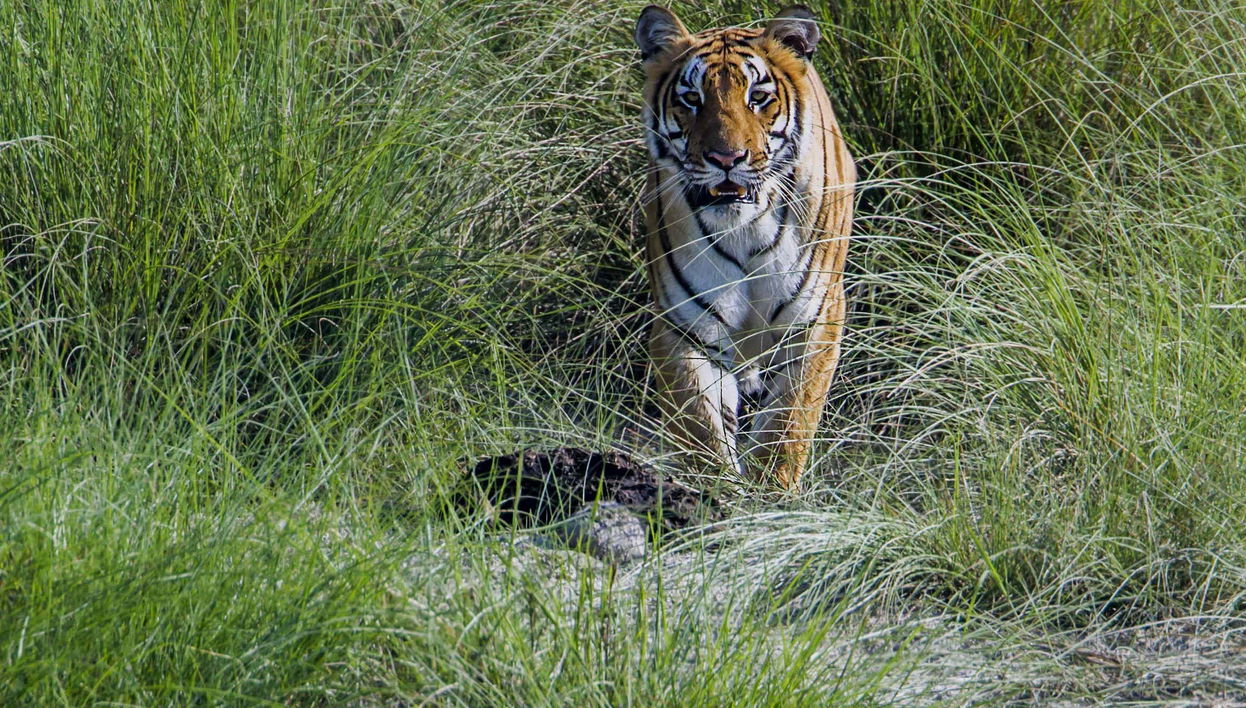 Chitwan National Park 2 Day Trip