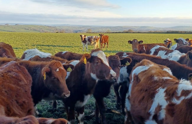 Relax With Amazing Views! 1-bed Studio in Tegryn - Foto 14