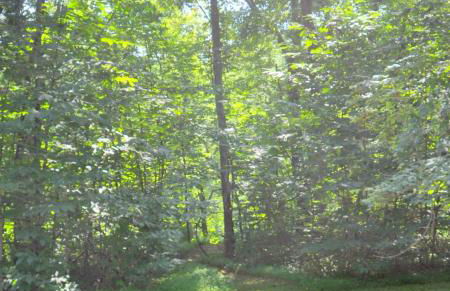 Trails End River Retreat - River Access - Pet Friendly - Hot Tub - Grill - Wifi - Fire Pit - Deck - Screen Porch - Family Friendly - Fishing - King Bed - Wood Stove - Photo 23