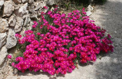 Apartments with parking space Cove Smokvica, Pag - 6314 - Foto 13