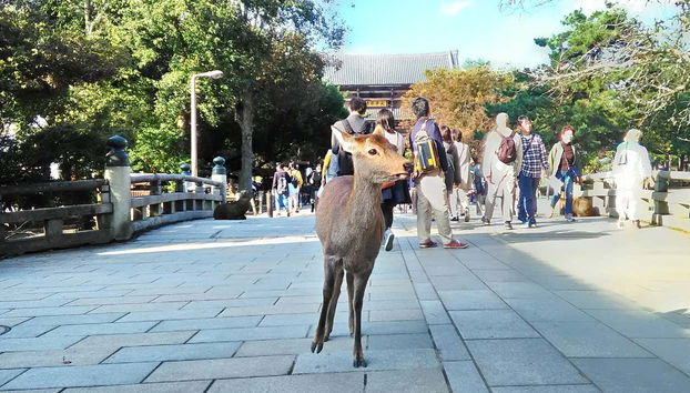 Free tour por Nara - Foto 5