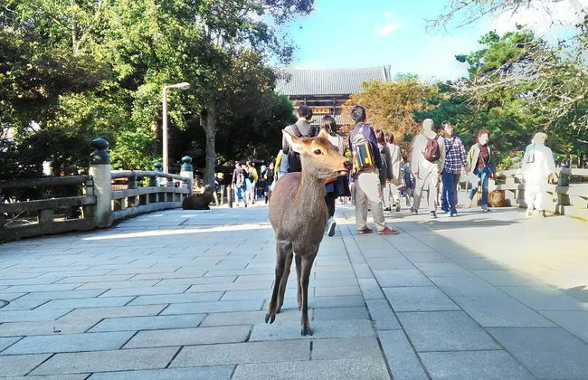 Free tour por Nara - Foto 5