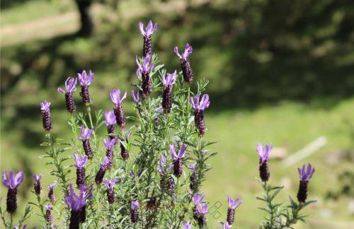 Mentha Nature Space Jabugo - Foto 28