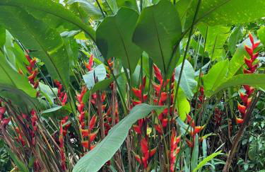 Casa 3 Suítes com Vista para o Mar - Praia Barra do Sahy - Foto 56